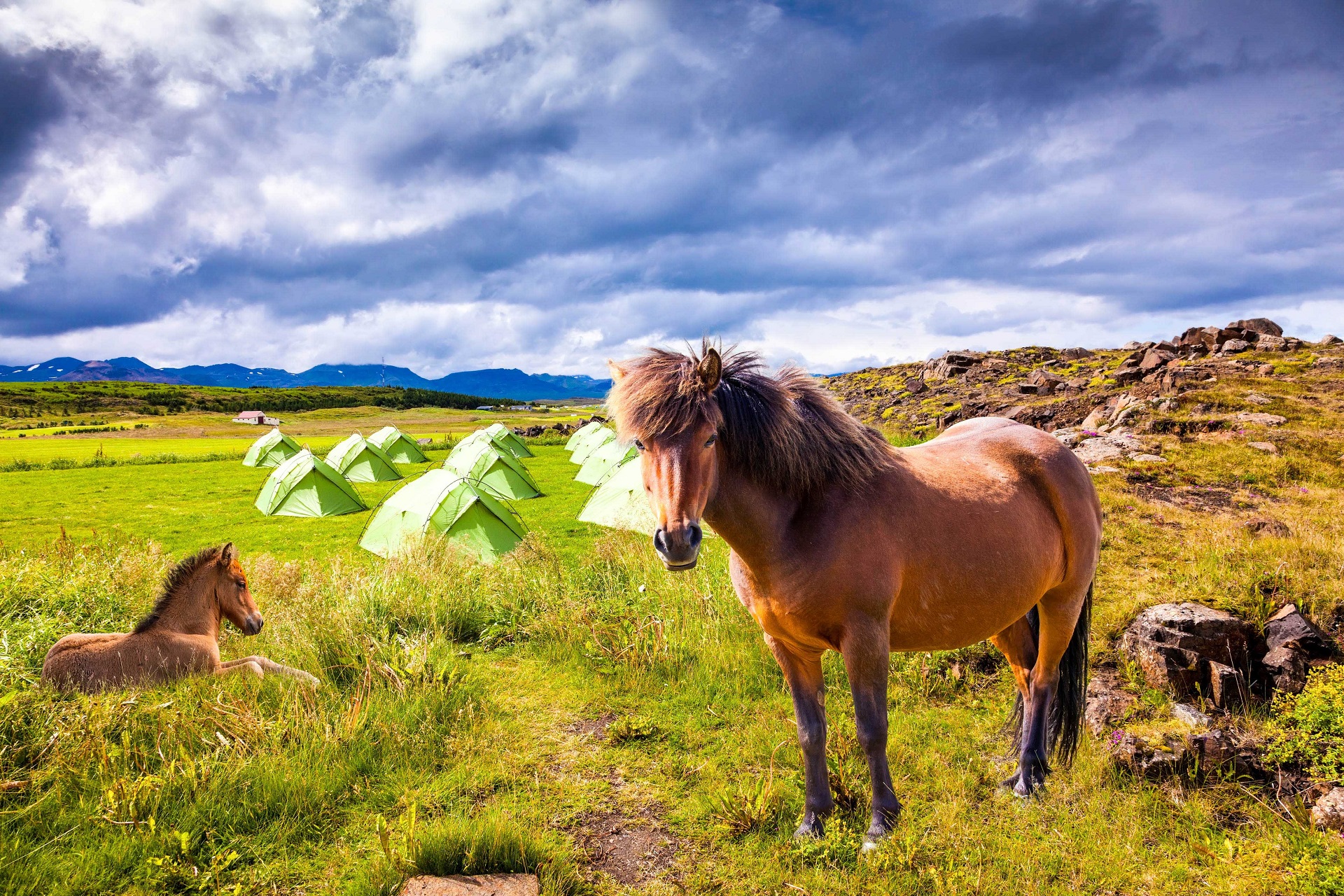 43+ Island Ponys Zu Verkaufen Pictures