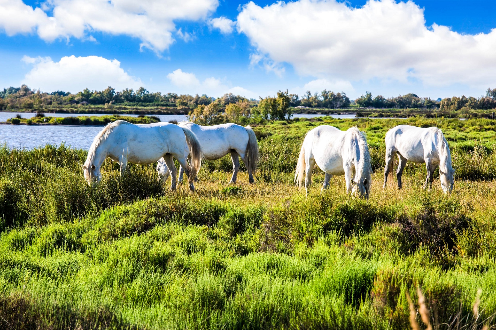 Camargue - Idylle pur in Südfrankreich  Urlaubsguru.de