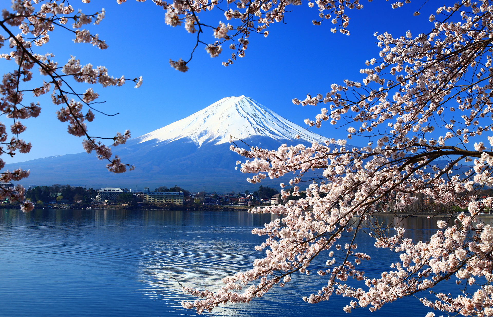Die Kirschblütenzeit in Japan &amp; weltweit | Urlaubsguru